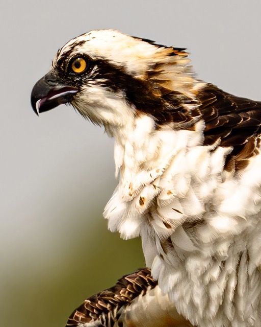Osprey with white head, brown markings, and yellow eye against a blurred background.