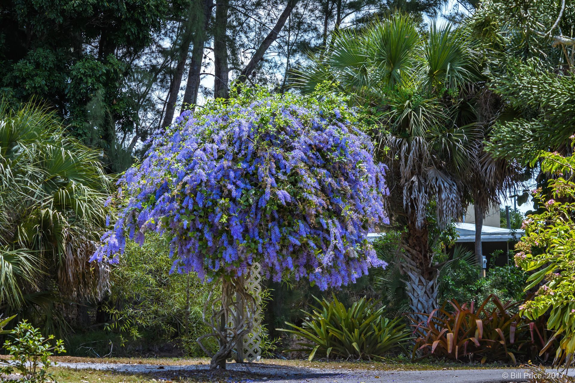 A tree with purple flowers is surrounded by palm trees in a garden.