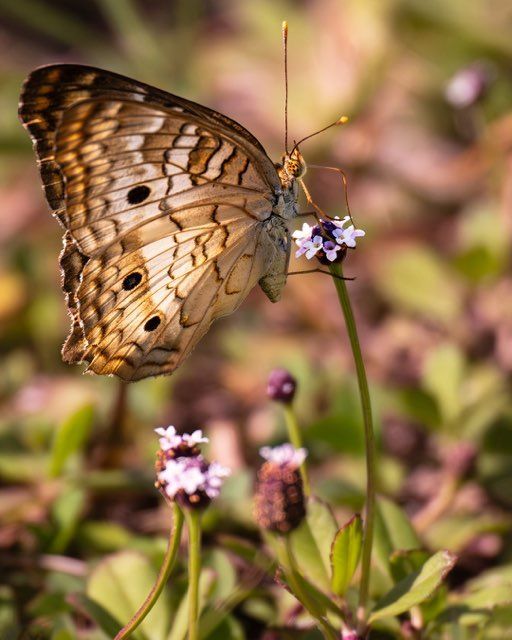 Butterfly with brown and white wings on a small purple flower.