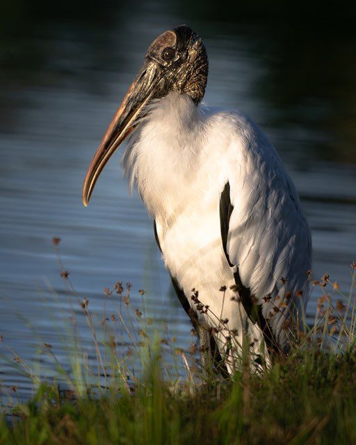 Wood stork standing in grassy area near water, white body, black wing feathers, and long, curved beak.