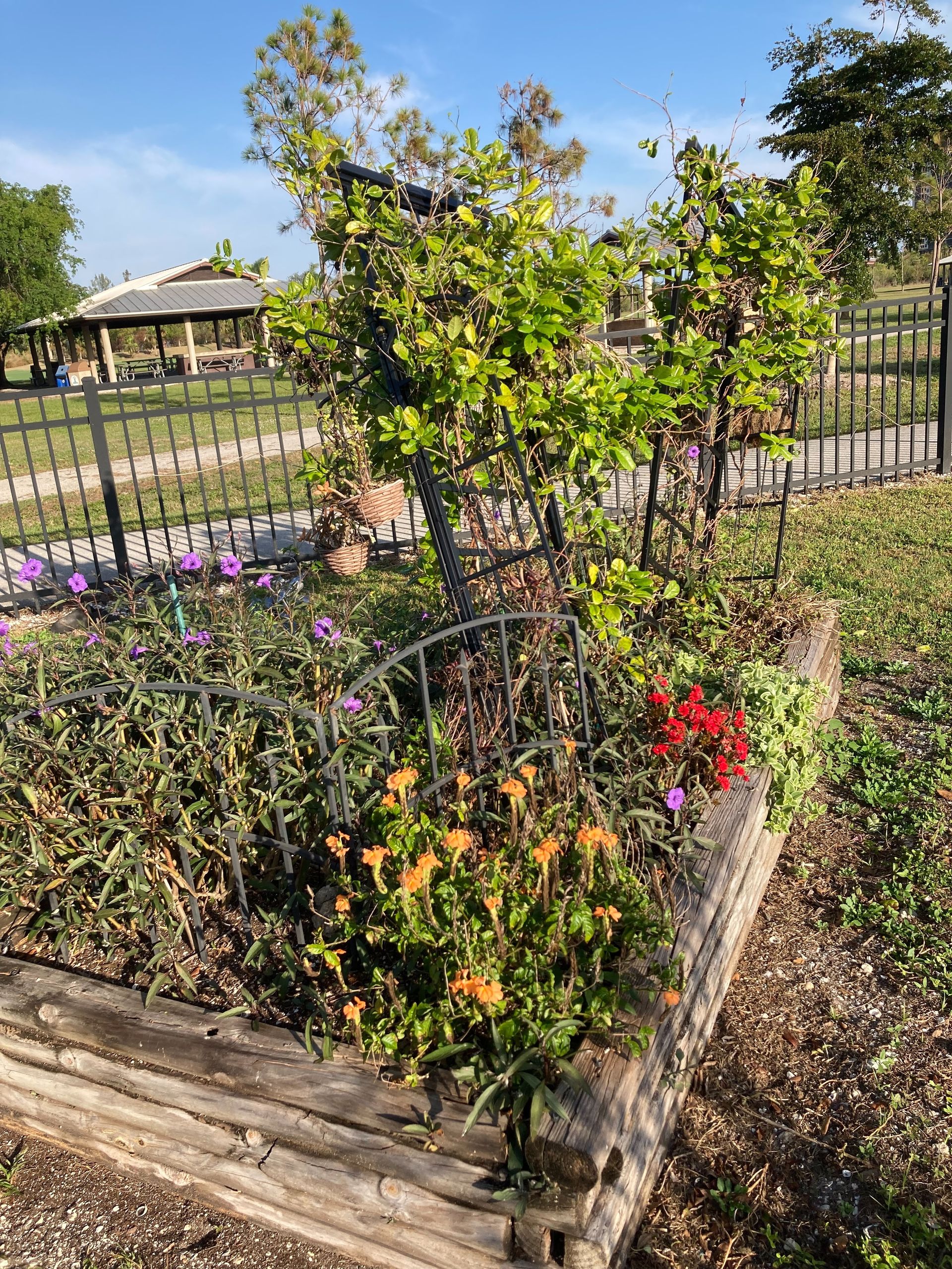 A garden filled with lots of flowers and plants behind a fence.