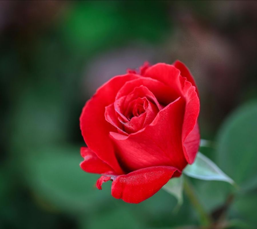 A close up of a red rose with a green background