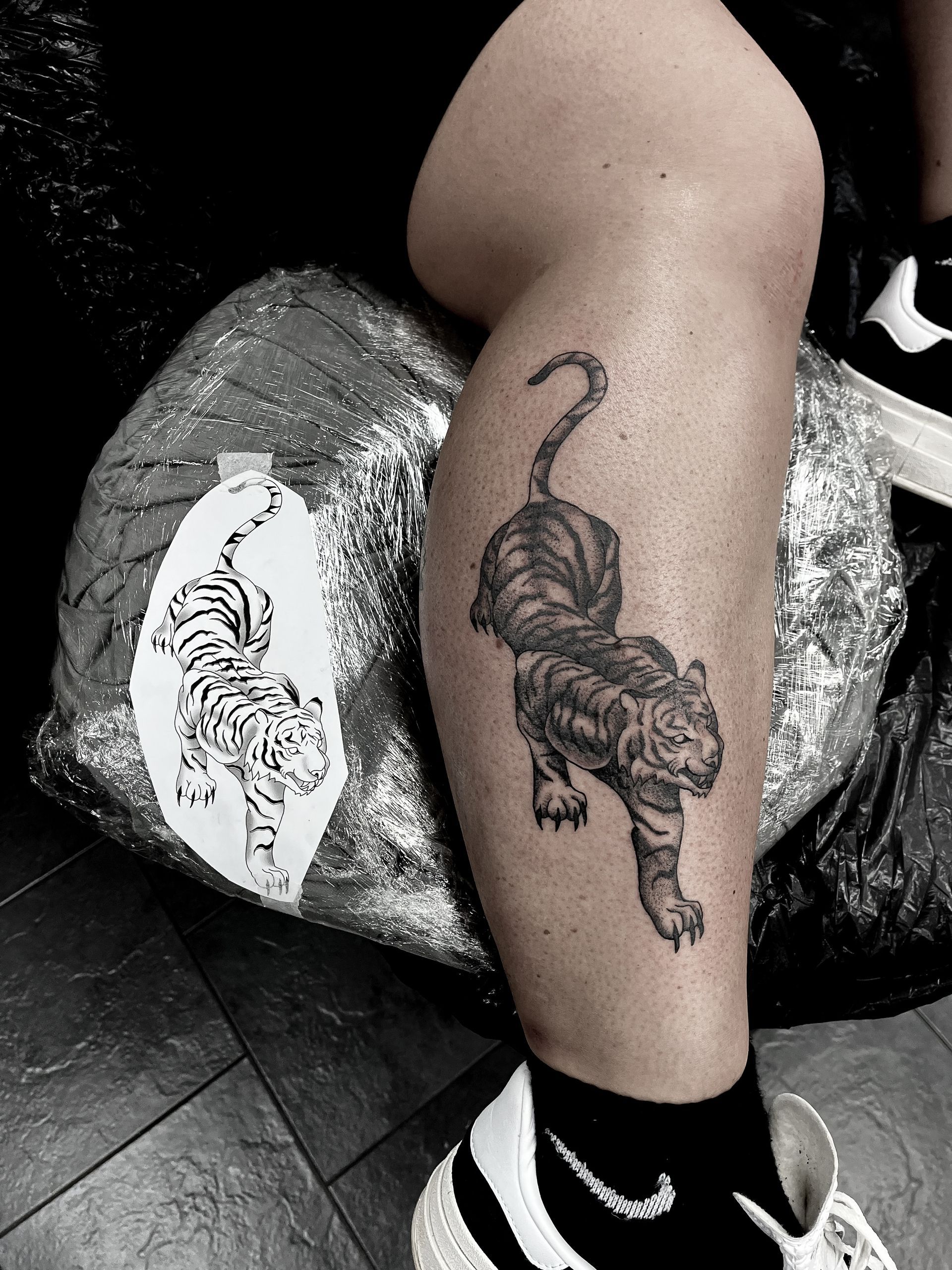 Tattoo of a tiger on a leg, next to the stencil. The tiger is grey and black, walking downwards.