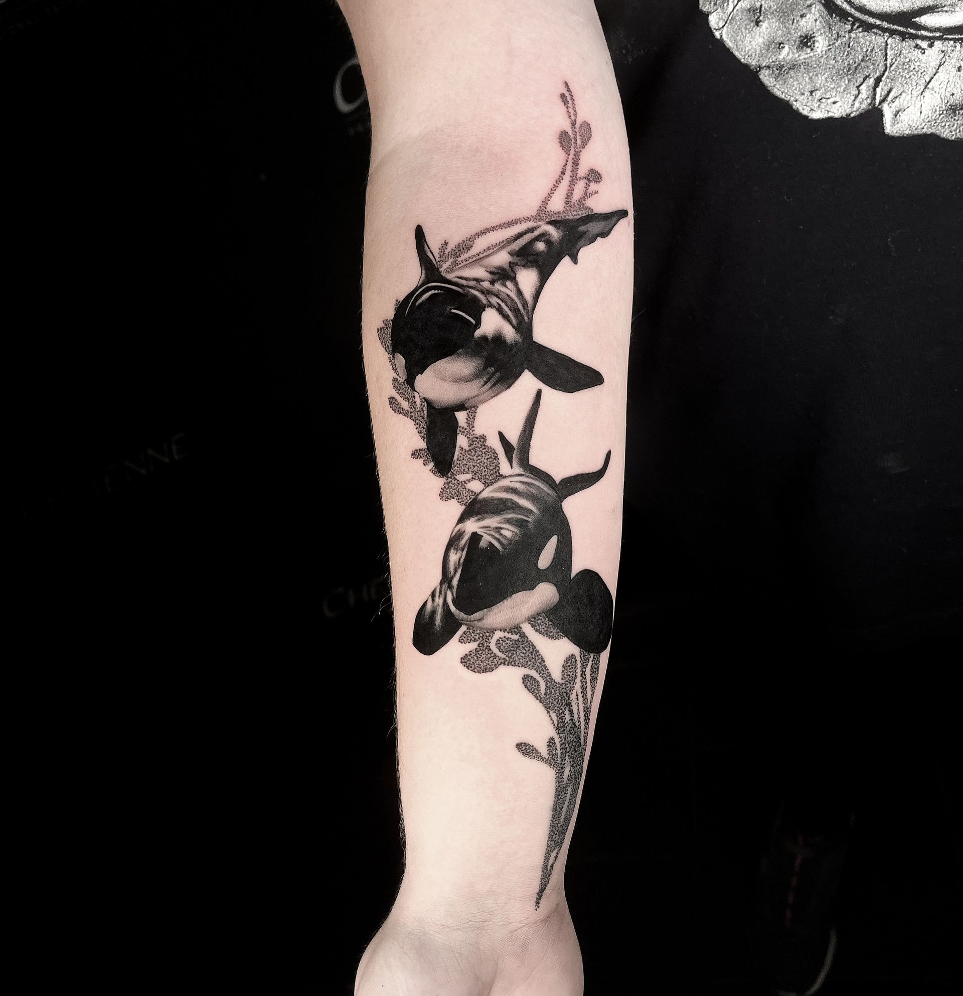Black and white tattoo of two orcas swimming amongst seaweed on a person's forearm.