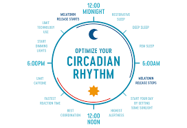 Circular diagram illustrating the circadian rhythm, with text indicating optimal times for sleep, sunlight, and other activities.