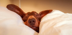 Brown dachshund sleeping, nestled in white pillows and a blanket.