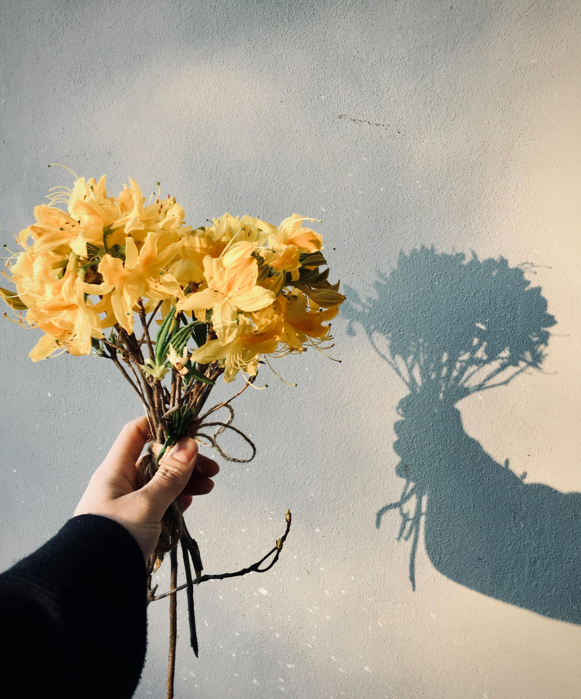 A hand holds a bouquet of vibrant yellow azaleas against a textured wall, casting a long, distinct shadow.