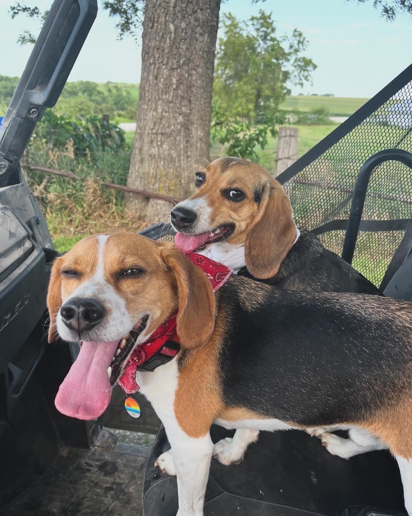 Two beagle dogs are sitting in the back of a vehicle.