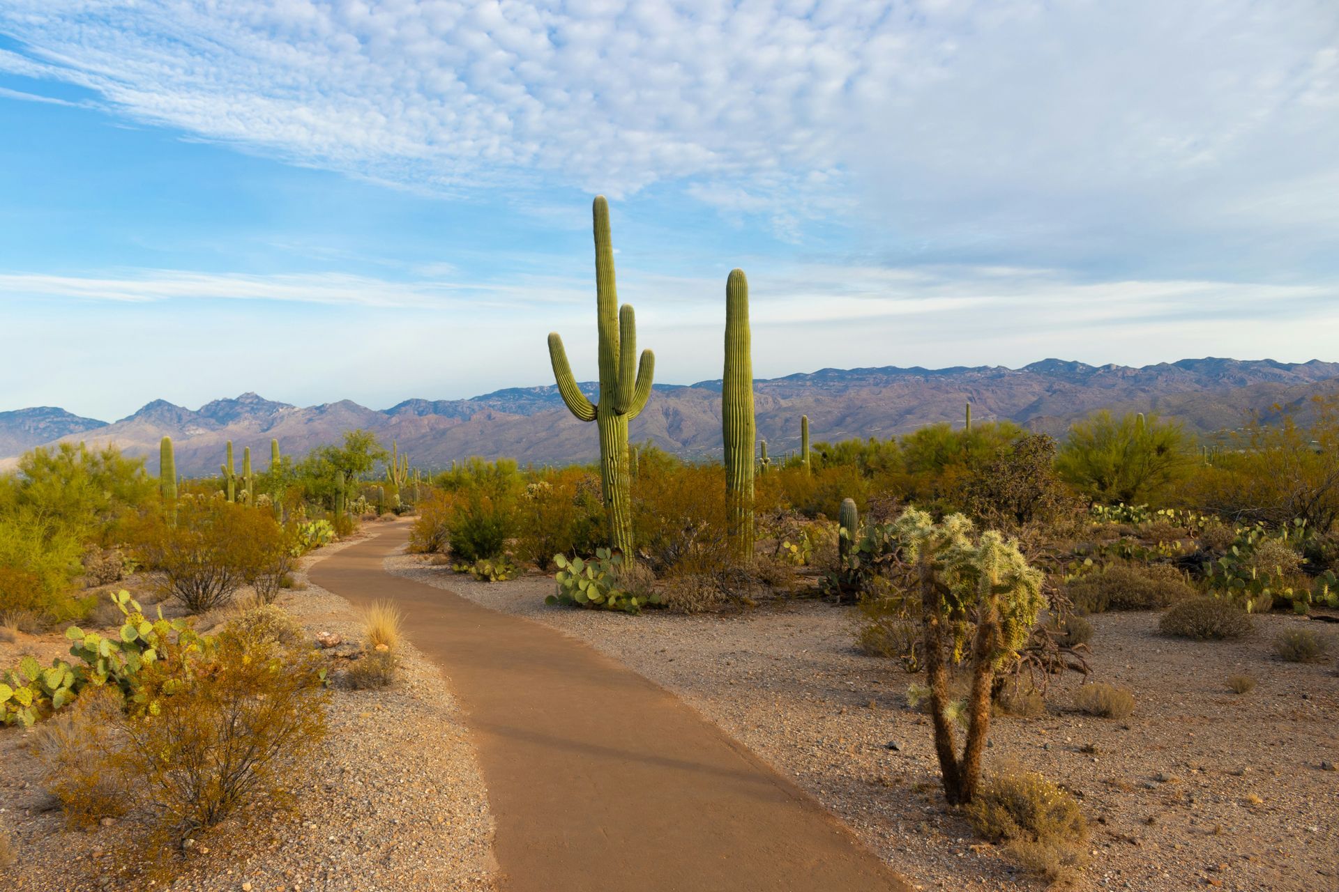 A path in the desert with cactus and mountains in the background.
