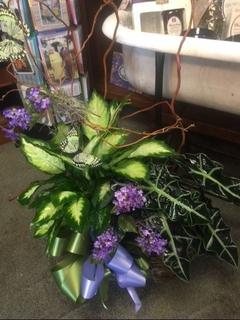 Funeral Plants — Green and White Leafed Plant with a Purple Bow in Houston, TX