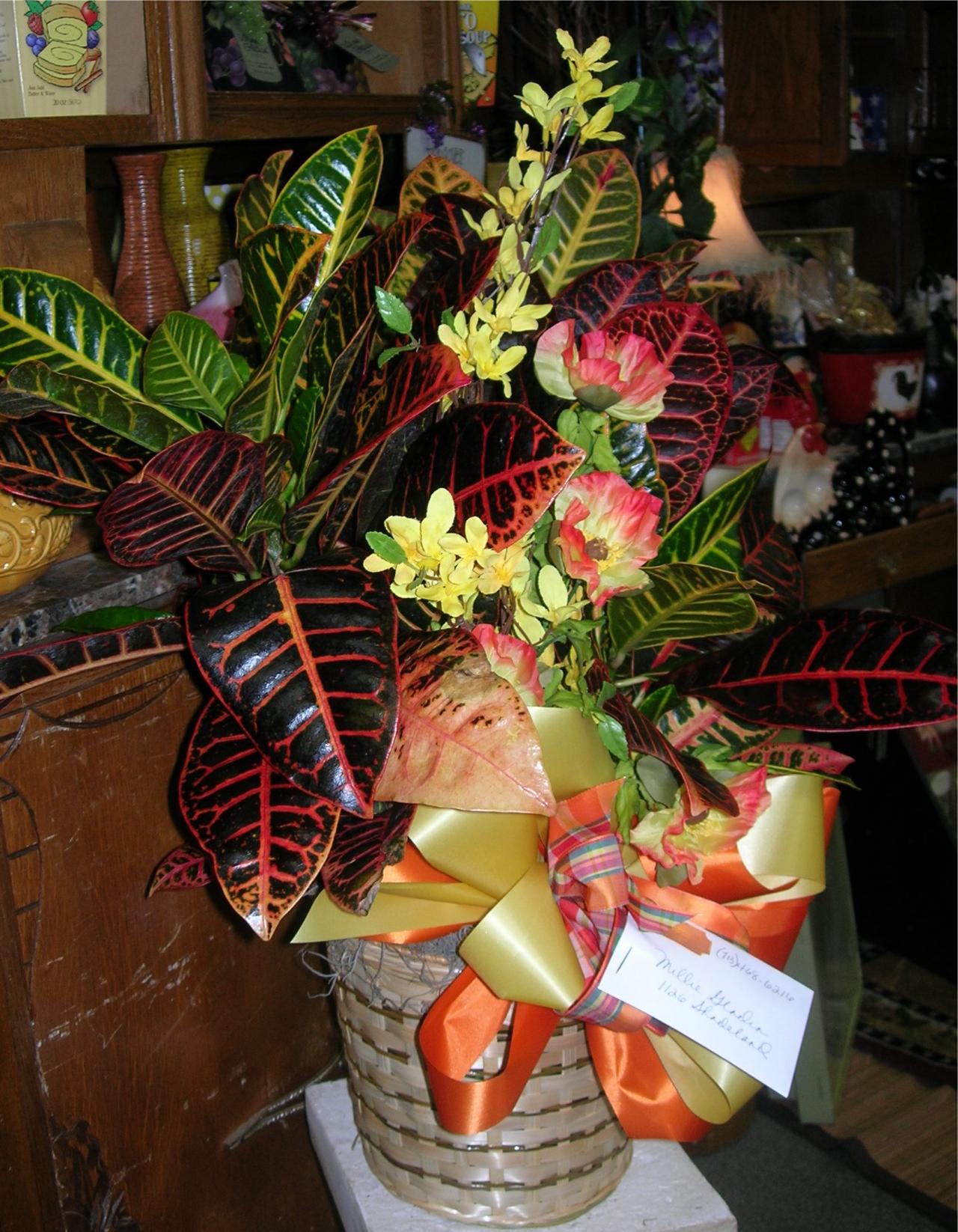 Plants — House Plant with a Bow in Houston, TX