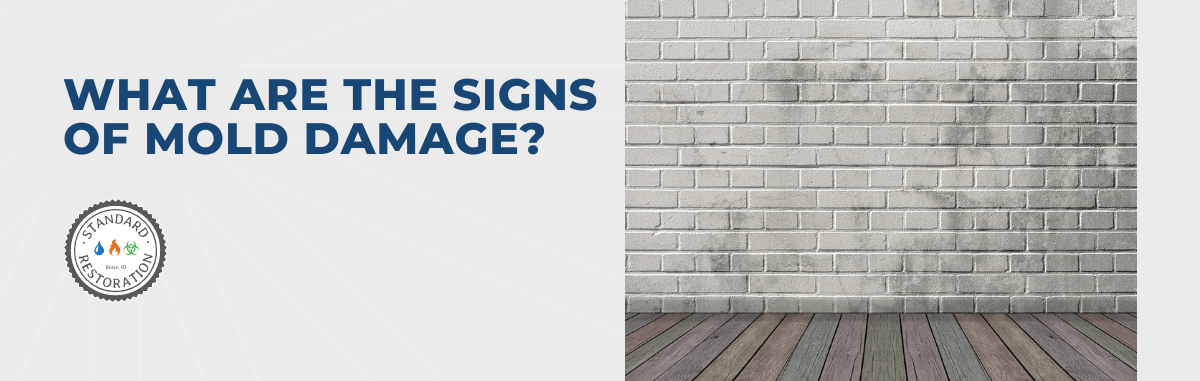 What Are The Signs of Mold Damage?