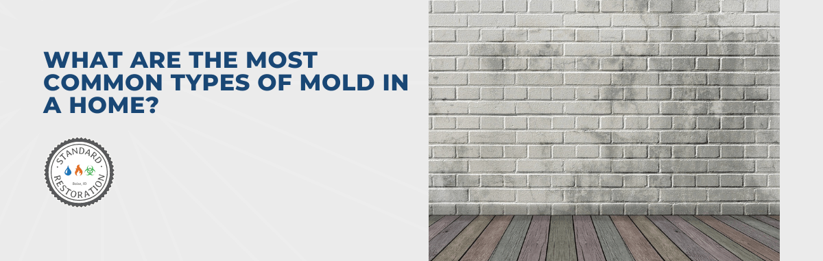 What Are The Most Common Types of Mold in a Home?