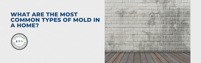 The 3 Most Likely Types of Mold to find in Your Home