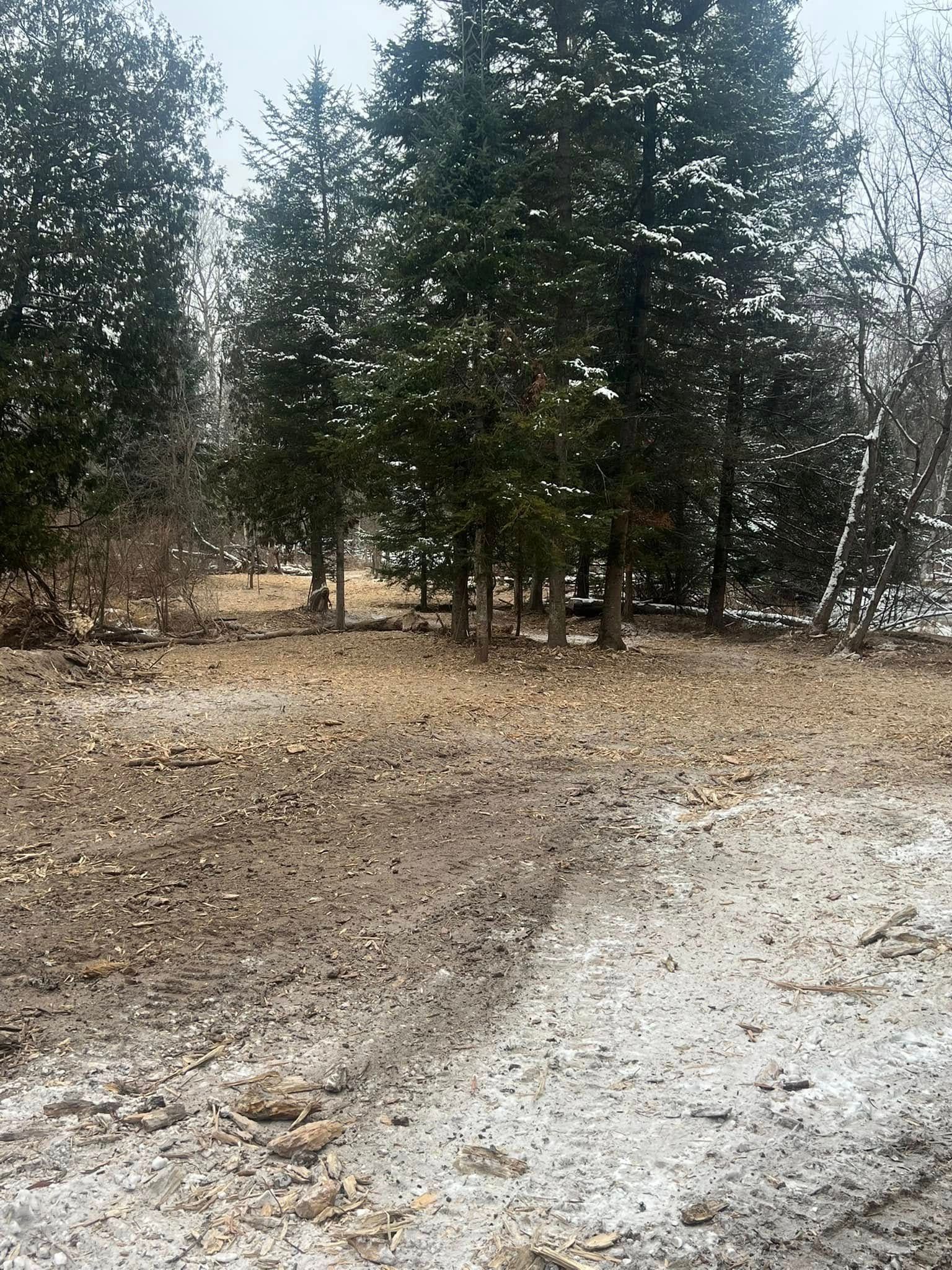 Snowy, muddy ground with evergreen trees in the background. Winter landscape.