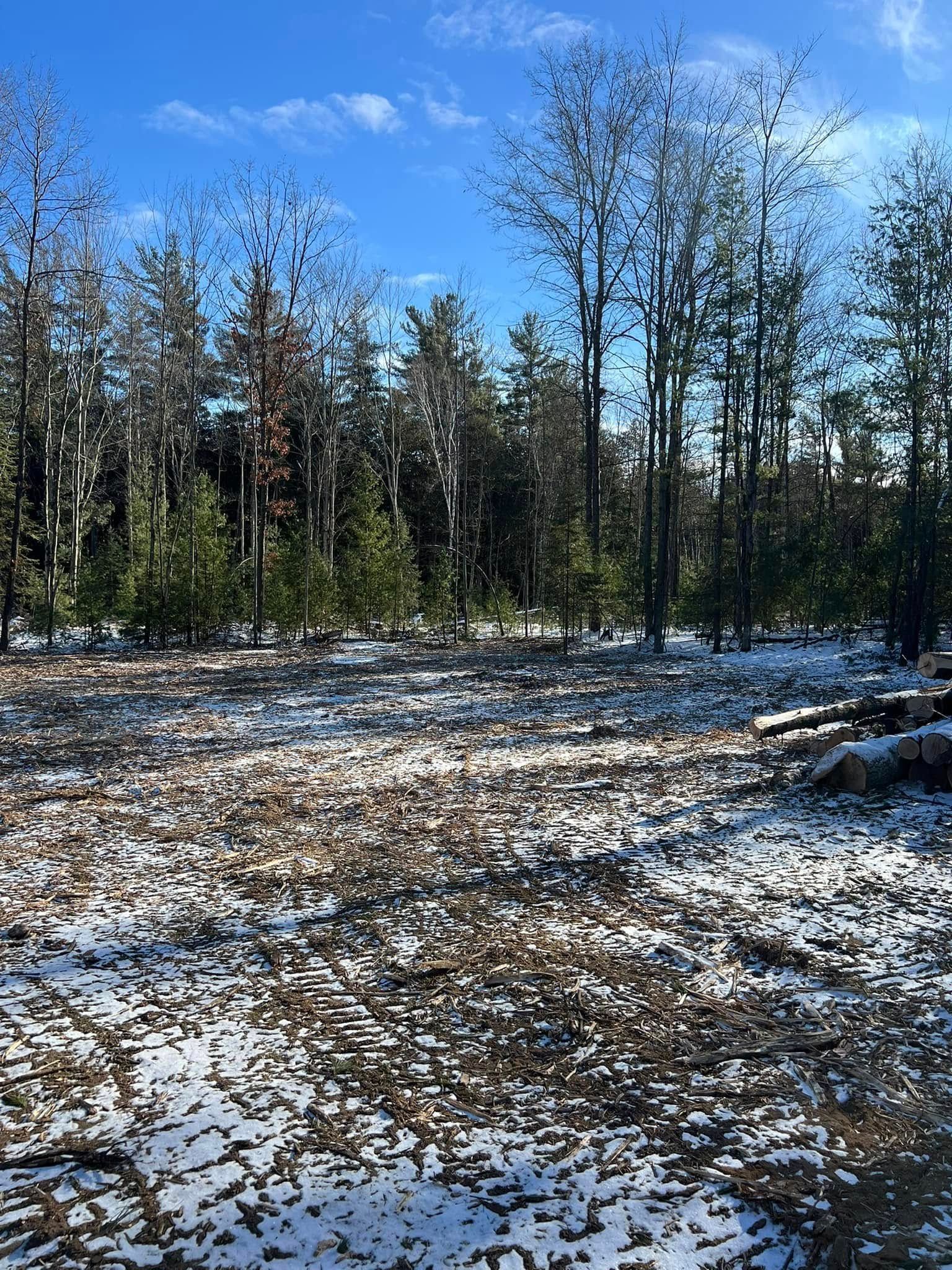 Snow-covered field in front of a forest of trees under a bright blue sky.