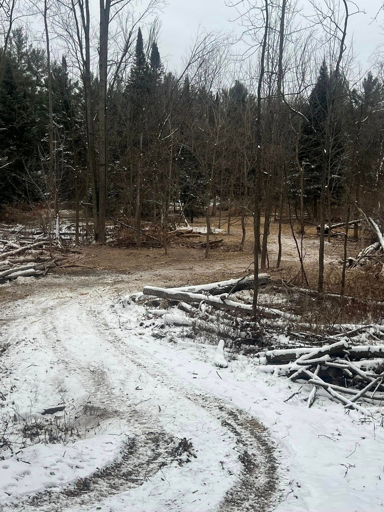 Snowy woods with a dirt path. Tree branches and logs are scattered in the foreground.