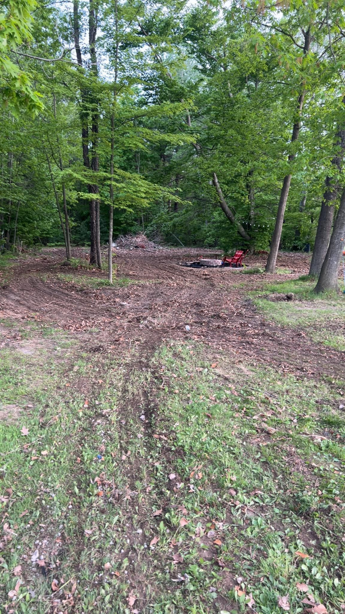 Grassy area with trees in a forest; dry leaves on the ground.