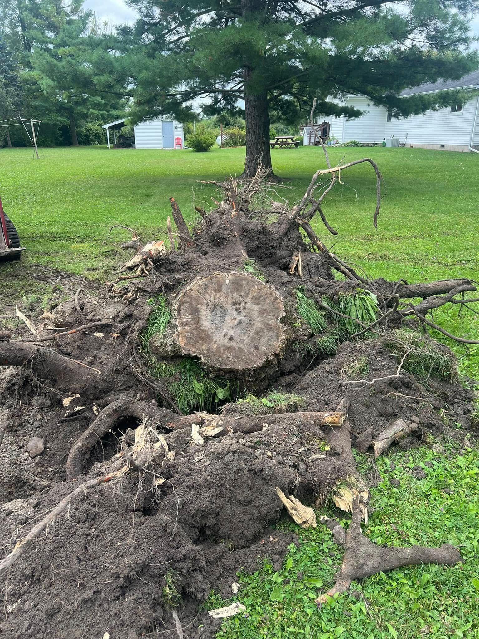Tree stump with exposed roots and dirt in a grassy yard, house in background.