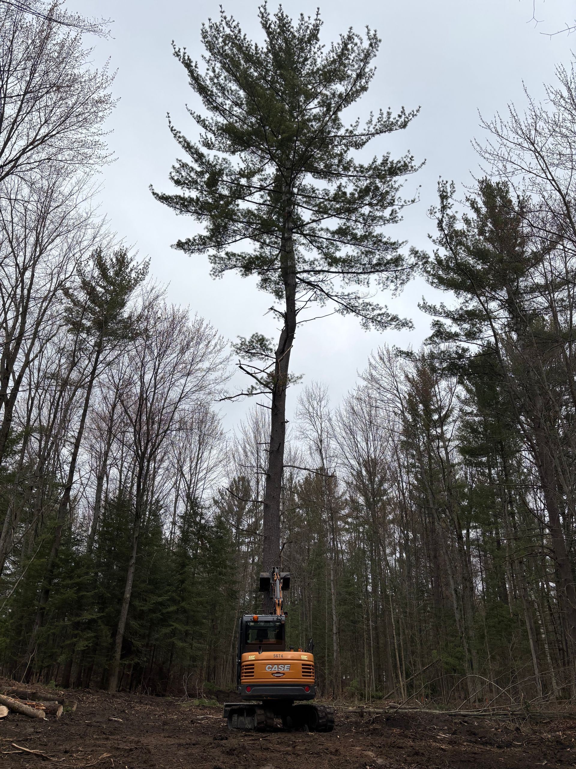 An excavator is below a tall evergreen tree, in a wooded area with a cloudy sky overhead.