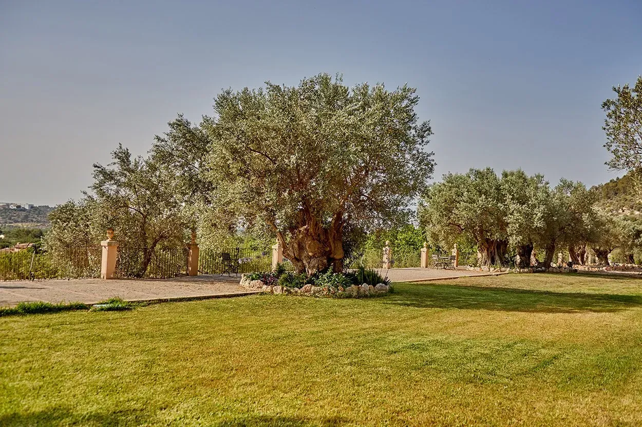 Un gran árbol en medio de un exuberante campo verde.