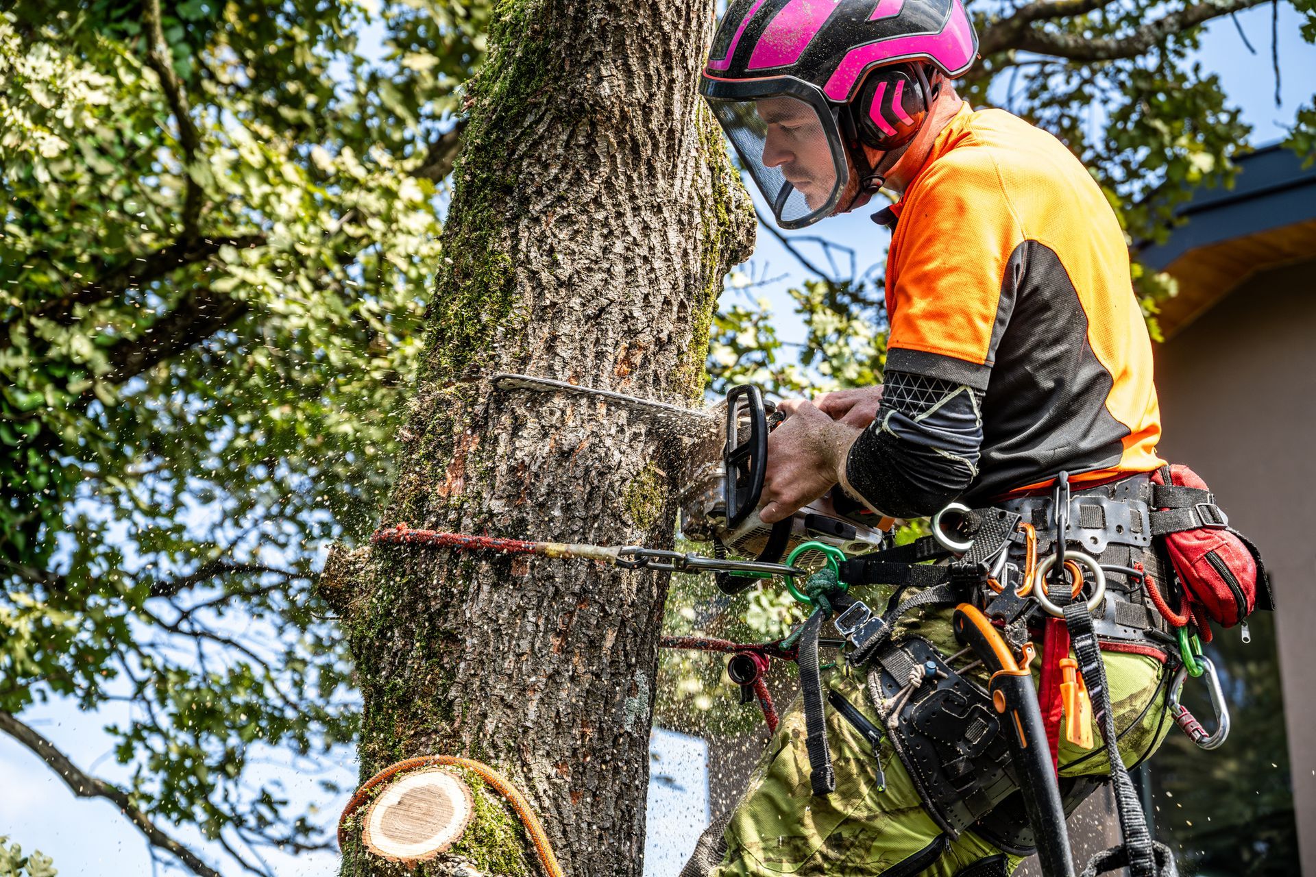 A logger wearing protective workwear uses a chainsaw to fell an oak tree. A logger wearing protective workwear uses a chainsaw to fell an oak tree.