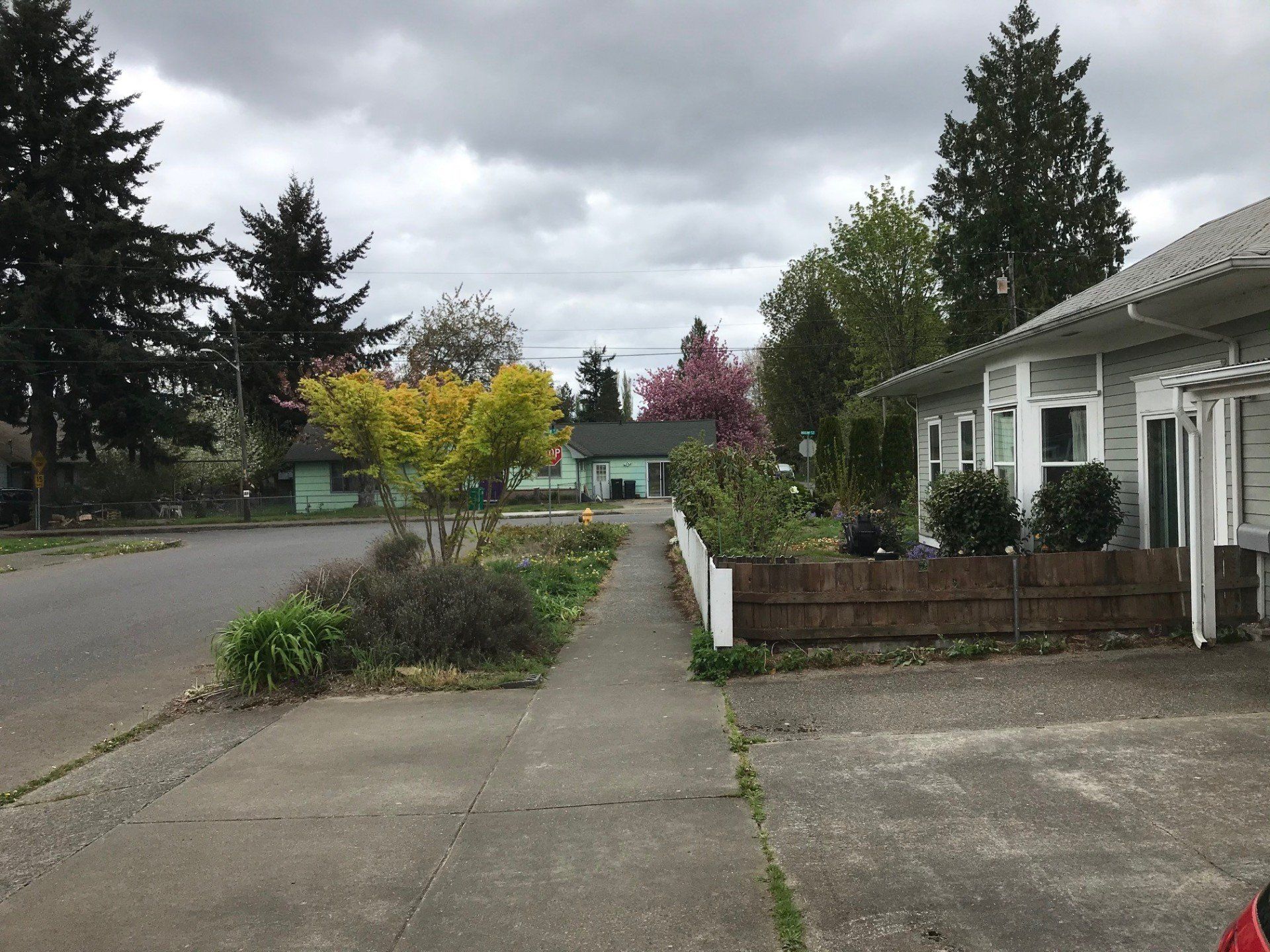 After Tree and Shrub Trimming — Olympia, WA — Double D Tree Service LLC