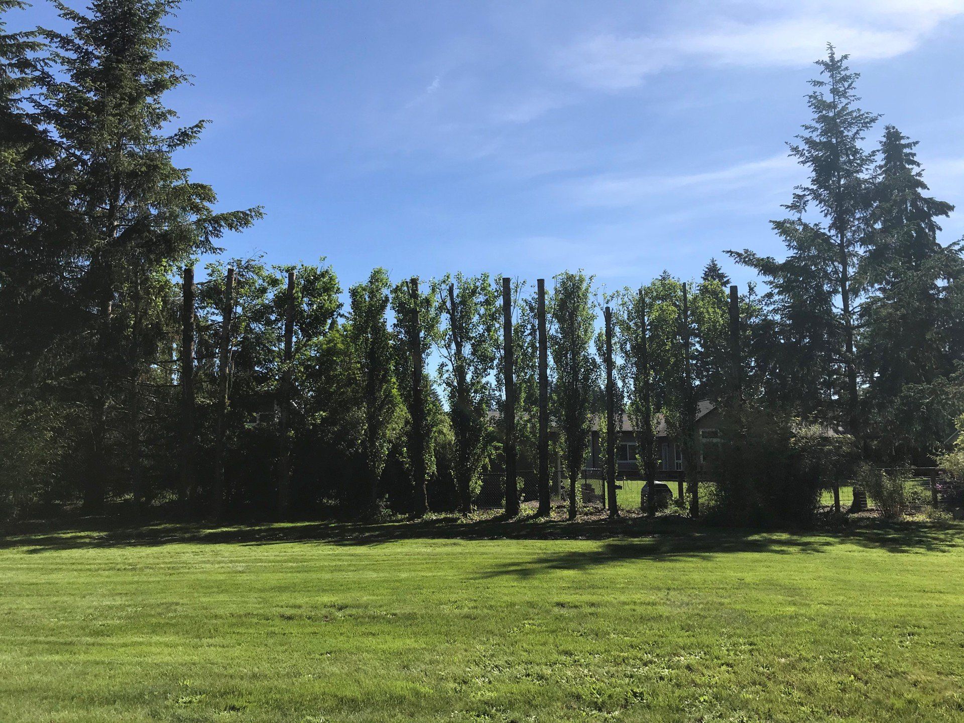 After Tree Trimming — Olympia, WA — Double D Tree Service LLC