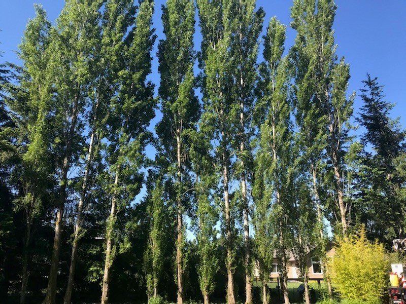 Before Tree Trimming — Olympia, WA — Double D Tree Service LLC