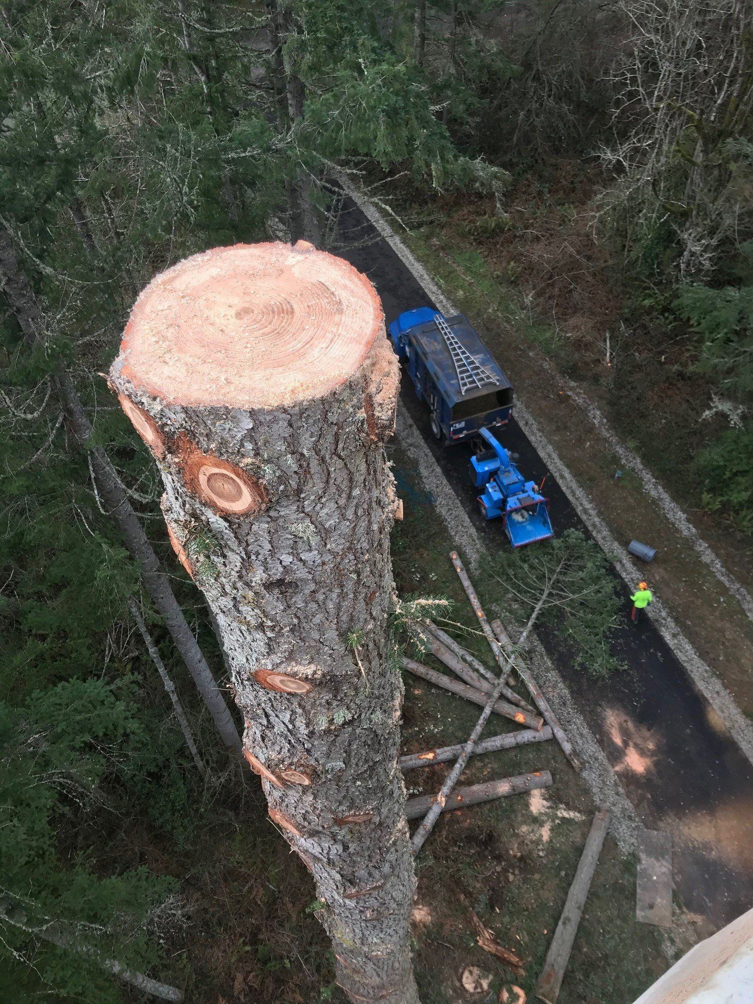 Professional Tree and Limb Removal — Olympia, WA — Double D Tree Service LLC