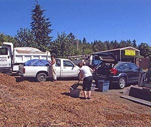 A pile of woodchips that are available at a tree service near Lacy, WA