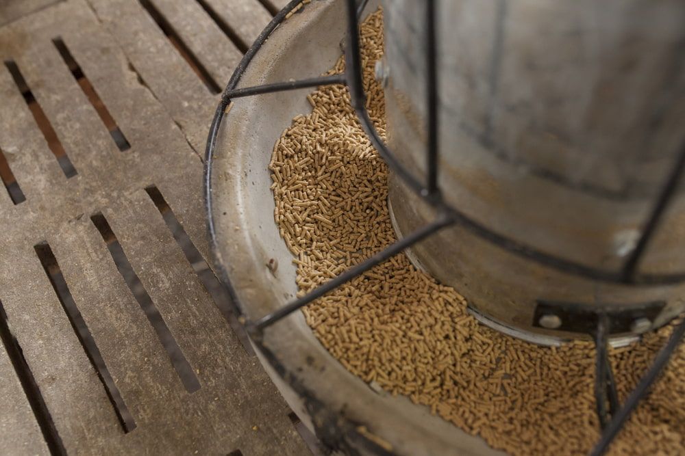 A Close Up Of A Feeder Filled With Grains — Wauchope Rural Centre In Wauchope, NSW
