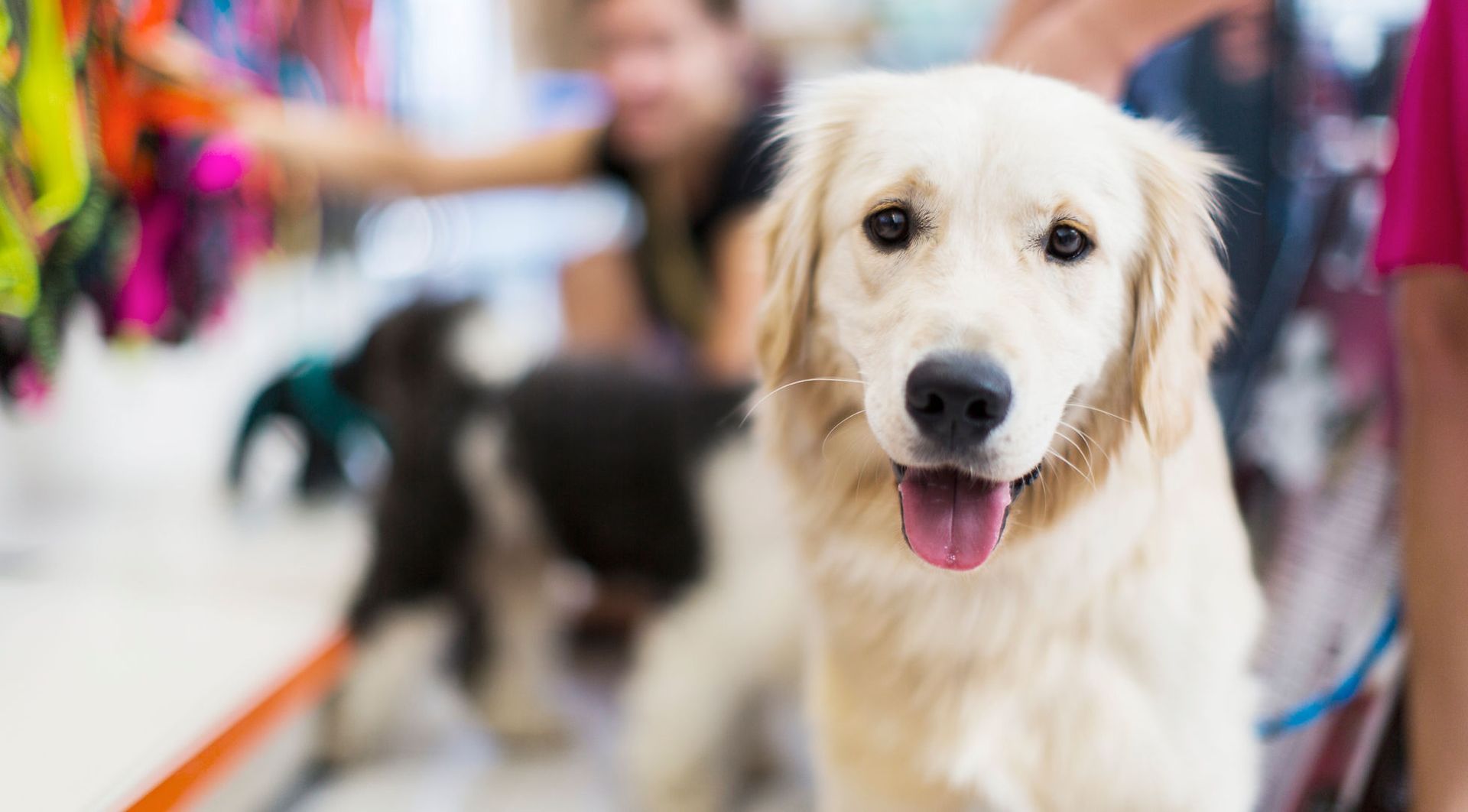 A Close Up Of A Dog With Its Tongue Out In A Pet Store — Wauchope Rural Centre In Wauchope, NSW
