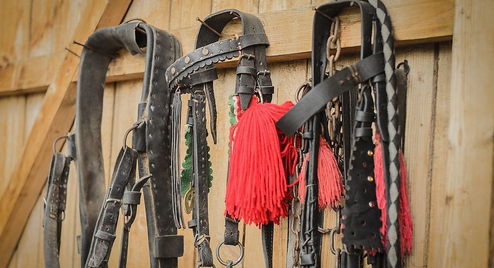 A Bunch Of Horse Bridles Are Hanging On A Wooden Wall — Wauchope Rural Centre In Wauchope, NSW