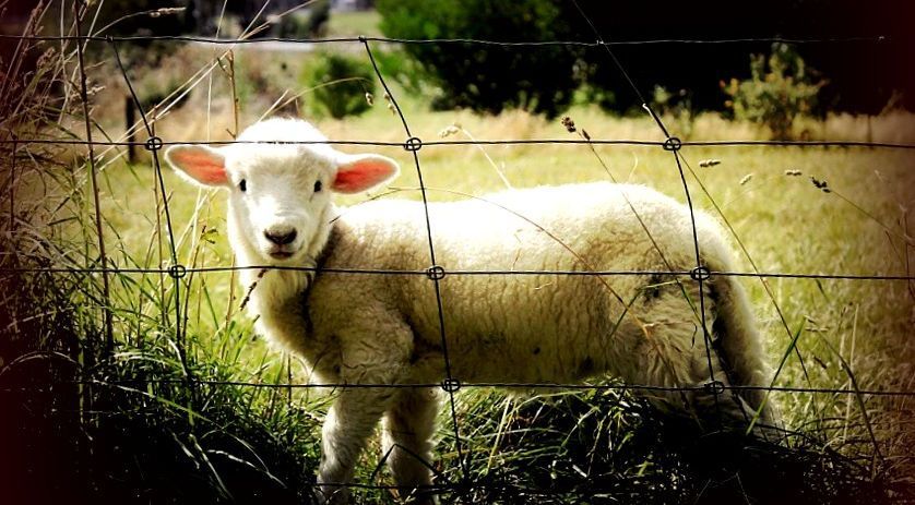 A Sheep Is Standing In A Field Behind A Barbed Wire Fence — Wauchope Rural Centre In Wauchope, NSW