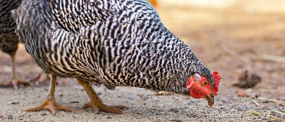 A Black And White Chicken Is Eating Food From The Ground — Wauchope Rural Centre In Wauchope, NSW