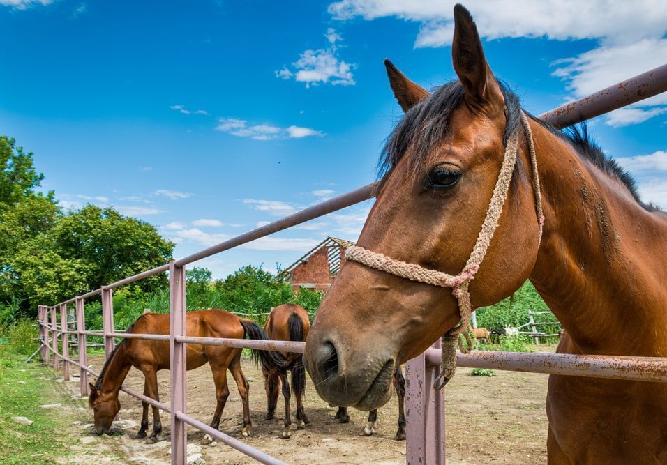 A Group Of Horses Are Grazing In A Fenced In Area — Wauchope Rural Centre In Wauchope, NSW