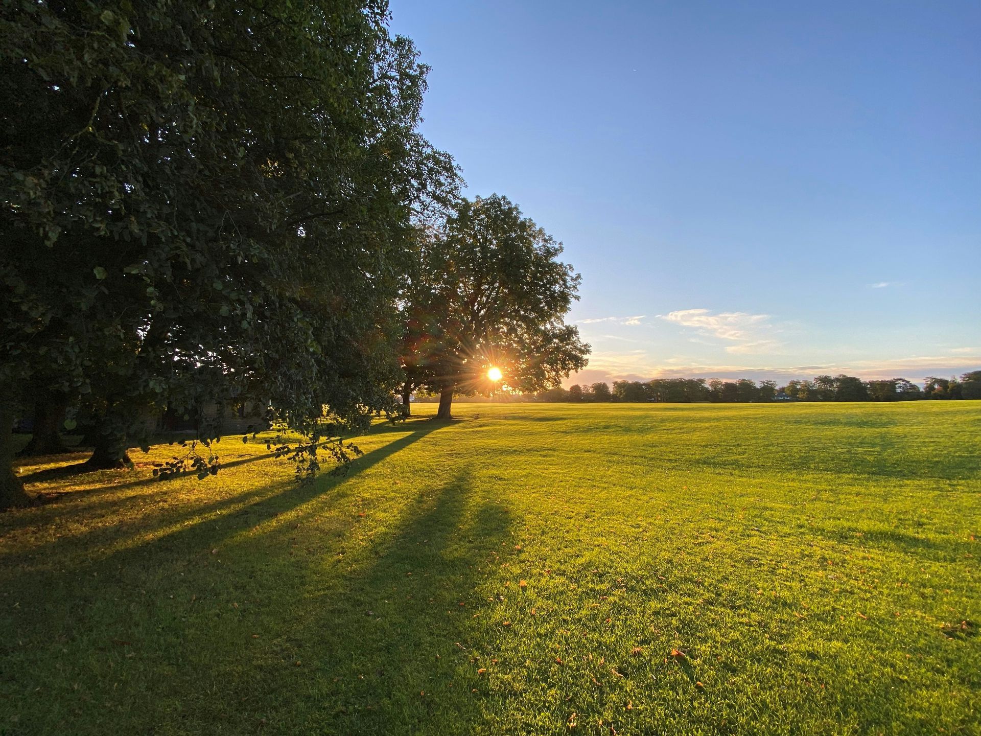 Golden sunset over a field of green grass with tall trees casting shadows.