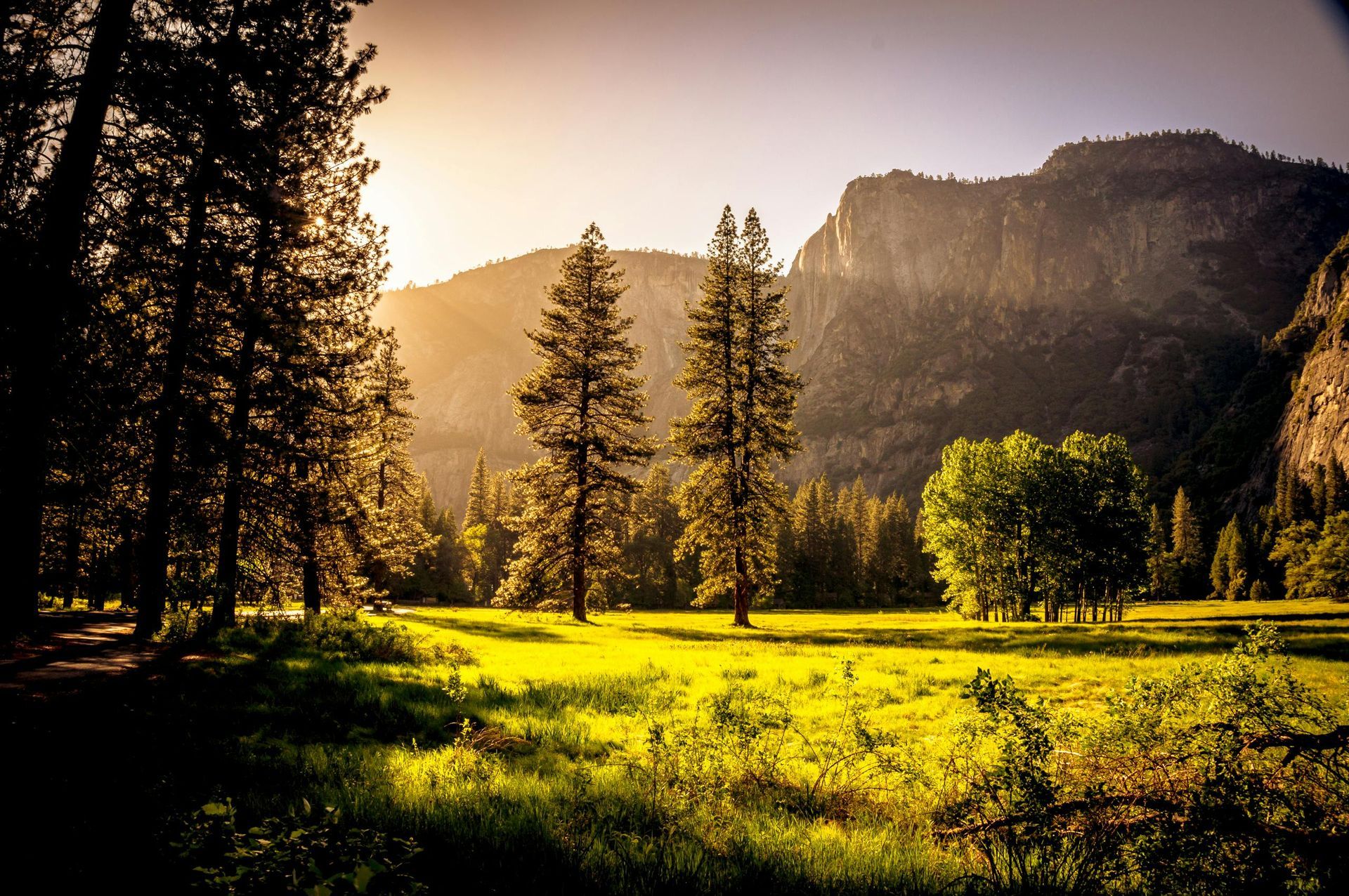 A sunny meadow with tall trees and a mountain backdrop, illuminated by the golden light of dawn or dusk.