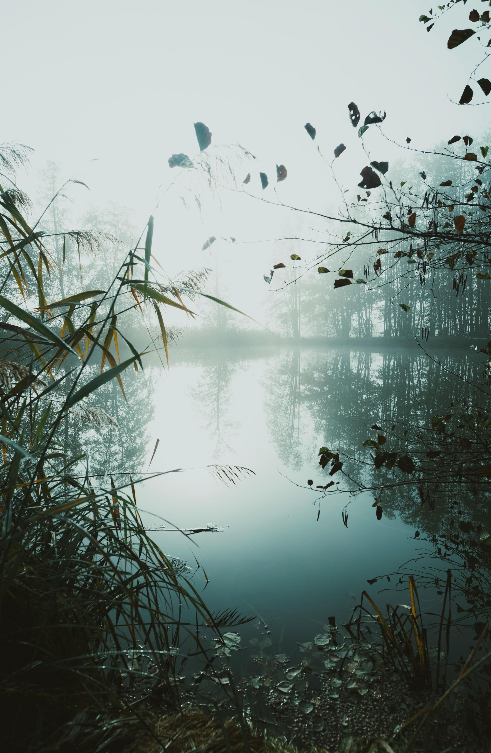 Foggy lake scene with reflections of trees and tall grass. Cool blues and greens dominate.