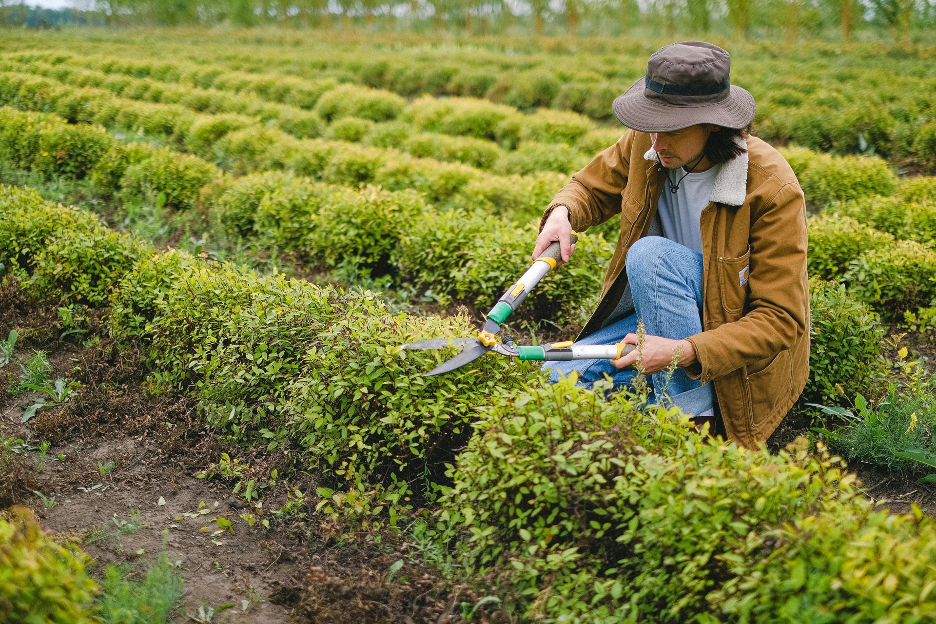 A person wearing a hat and brown jacket kneels in a field, trimming rows of green bushes with clippers.