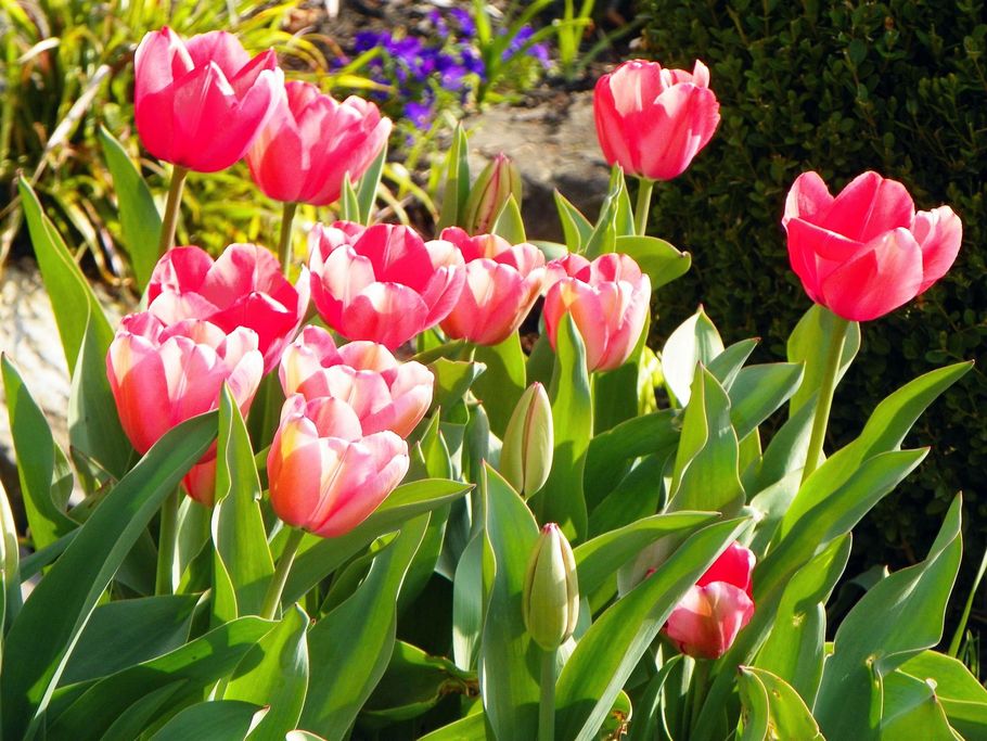 A bunch of pink tulips are growing in a garden