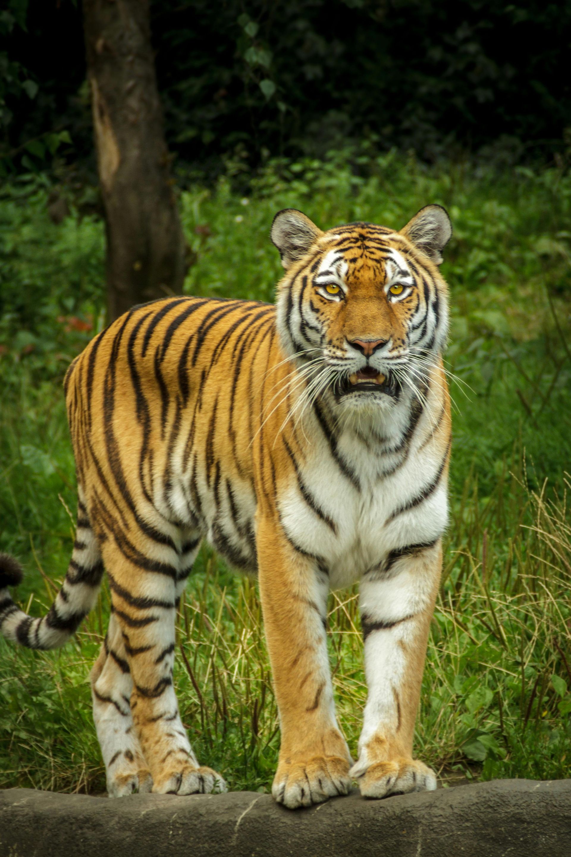 A tiger is standing on a rock in the grass looking at the camera.