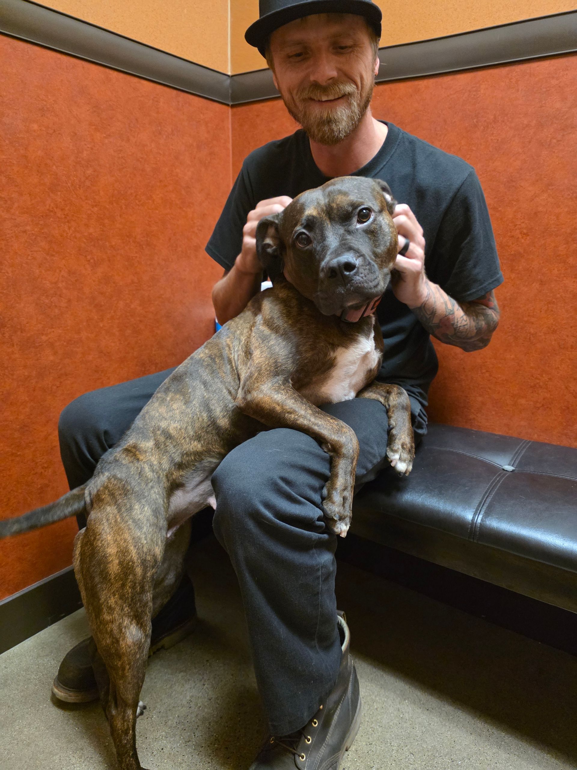 Pit Bull Mia | Severson Auto Service