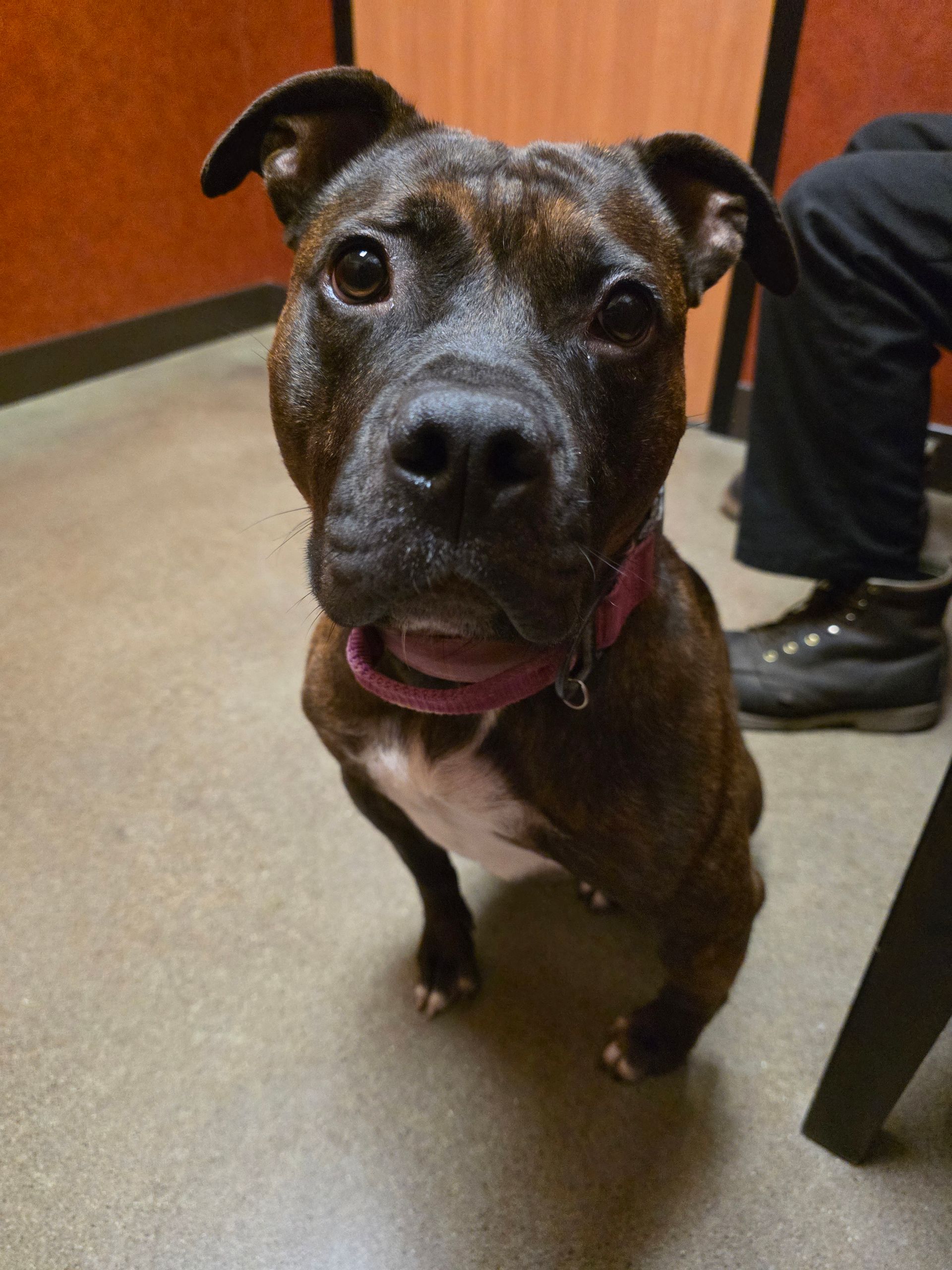 Pit Bull Mia Image 2 | Severson Auto Service