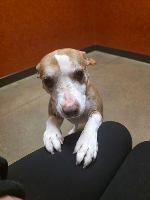 Up close to dog for adoption, Lucy | Severson Auto Service