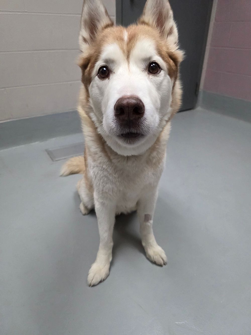 Up close to dog for adoption, Thane | Severson Auto Service