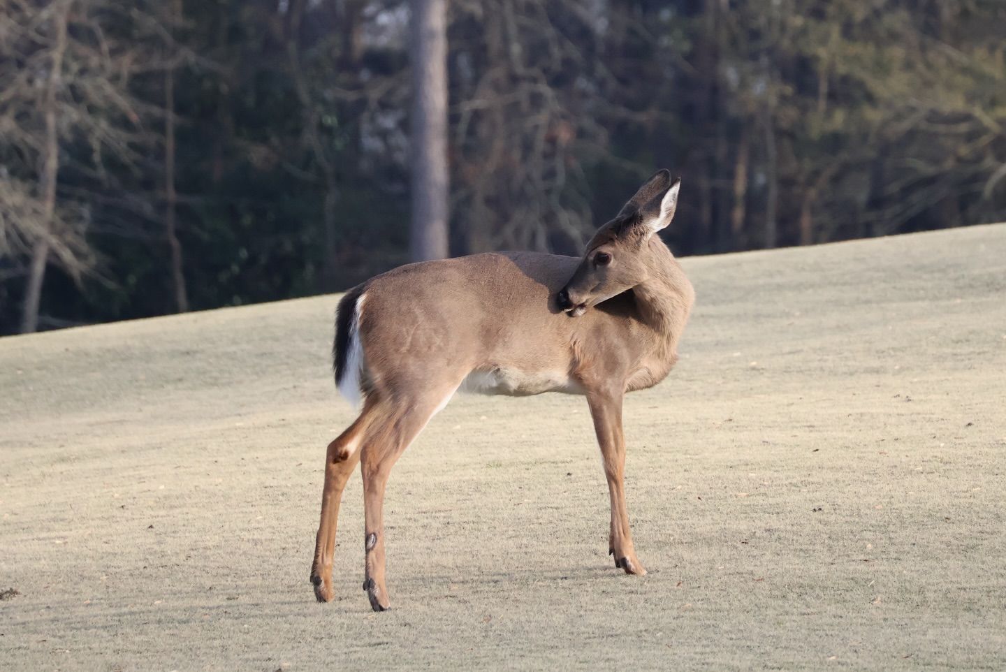 Deer grooming itself on a grassy field, trees in the background.
