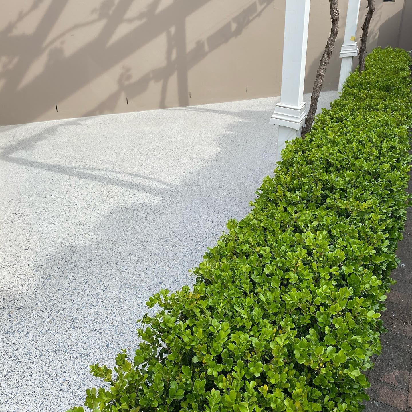 A row of green bushes on the side of a road