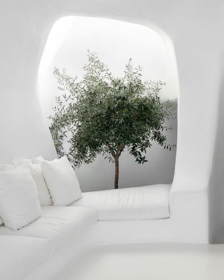 A white room with a tree in the middle of it